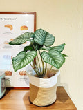 Faux Apple Leaf Plant with Woven Basket