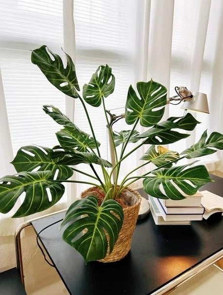 Faux Monstera with Woven Basket